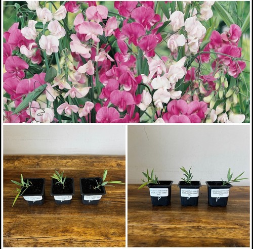 Everlasting sweet pea pastel - everlasting,
