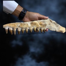 Fossilized Mosasaur Jaw with Teeth – Authentic Prehistoric Marine Reptile Fossil