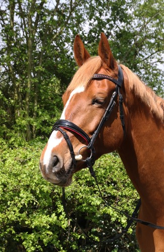 Leather comfort horse - comfort,