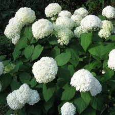 2 x Hydrangea Annabelle in 1.5
