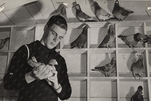 Coast guard pigeons help - guard,