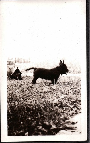 Vintage 1930 scottish - 1930's,