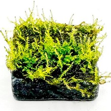 LIVE AQUARIUM MOSS PLANTS / Java, Christmas, Weeping, Peacock, Coral Pelia