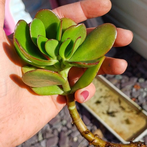 Jade money plant good luck - jade,