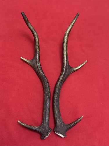 Pair red deer antlers 302g - of,
