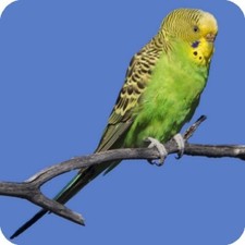 Green Budgie Birds Square