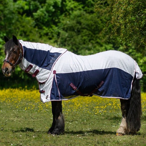 Gallop equestrian air - gallop,