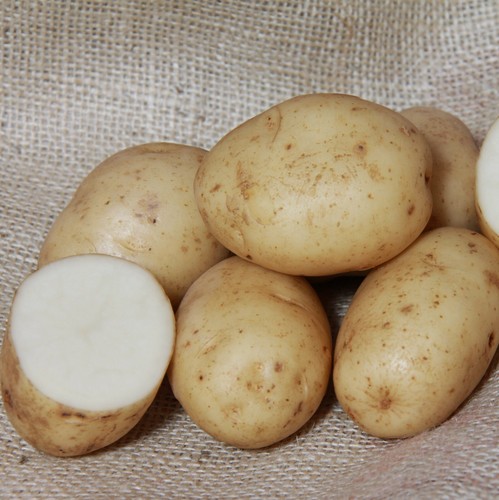 Maris bard seed - seed, potato