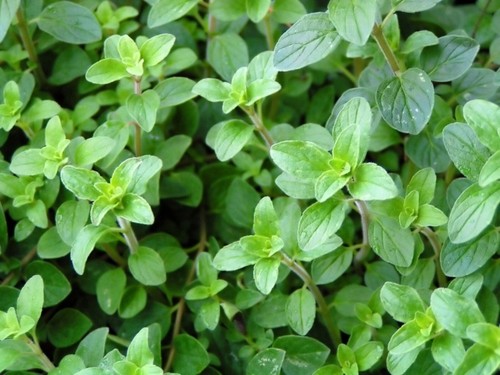 Greek oregano rooted cutting - greek,