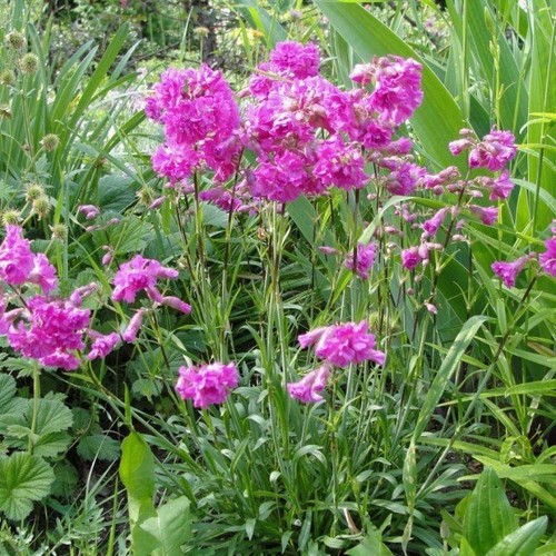 Lychnis flos jovis - lychnis, 9cm