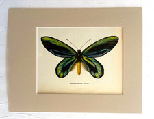 Vintage 1965 Butterfly Print