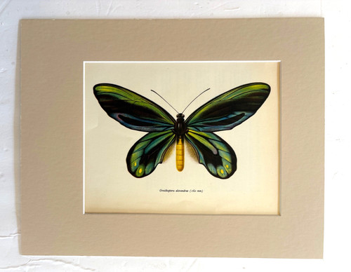 Vintage 1965 butterfly print - butterfly,