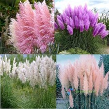 200 Seeds Cortaderia Selloana