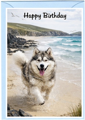 Alaskan malamute dog - alaskan, (4"