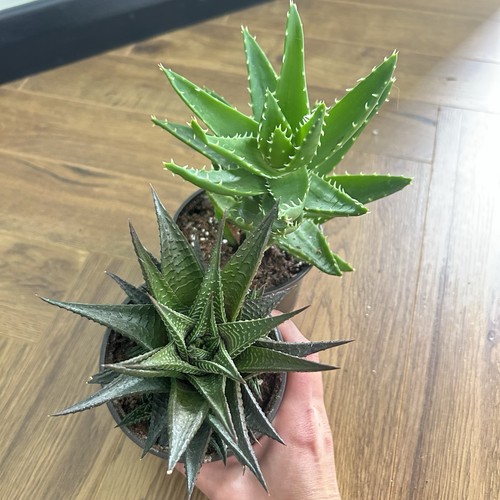 Succulent bundle mitre aloe - aloe, &