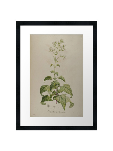 Botanical framed wall art - botanical,