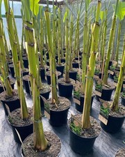 3x 2-3ft Large Musa Basjoo