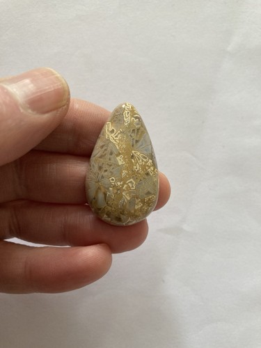Fossil coral cabachon - coral,