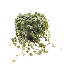 Peperomia Prostrata - String