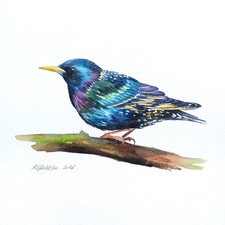 Starling Original Watercolour