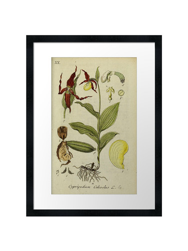 Botanical framed wall - framed, art