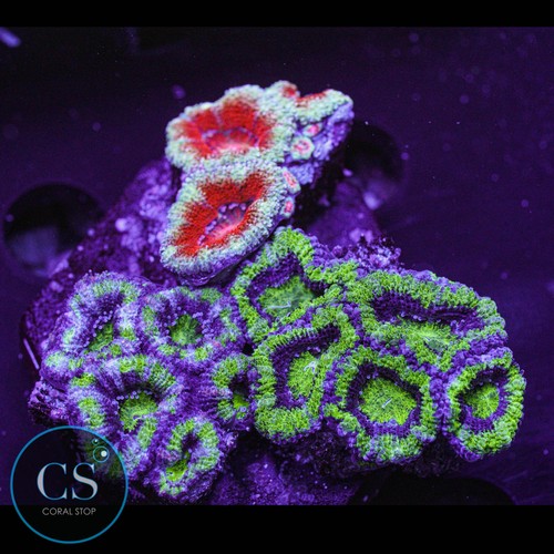 Acan puck colony wysiwyg - puck,