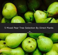 Mixed pear fruit trees - 5,