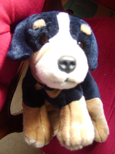 Keel bernese mountain dog soft - bernese,