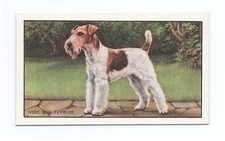 WIRE HAIRED FOX TERRIER