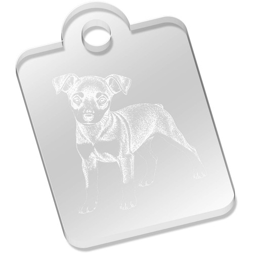 Miniature pinscher puppy - 'miniature,