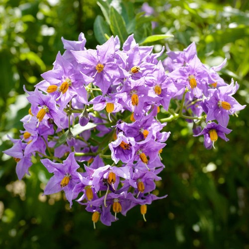 Chilean potato tree purple - chilean,