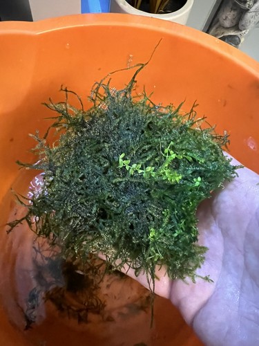 Java moss live aquarium - java, plant