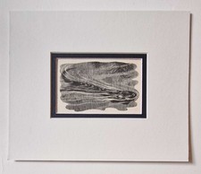 TUNNICLIFFE Otter Swimming -