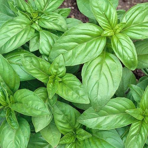 Basil gustosa seeds - gustosa, 50–5000