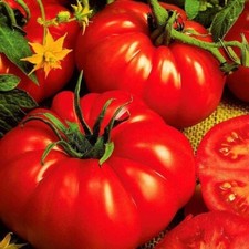 ? 100% Genuine Indian, Bangladeshi Beefsteak Tomato Seeds #1 Quality