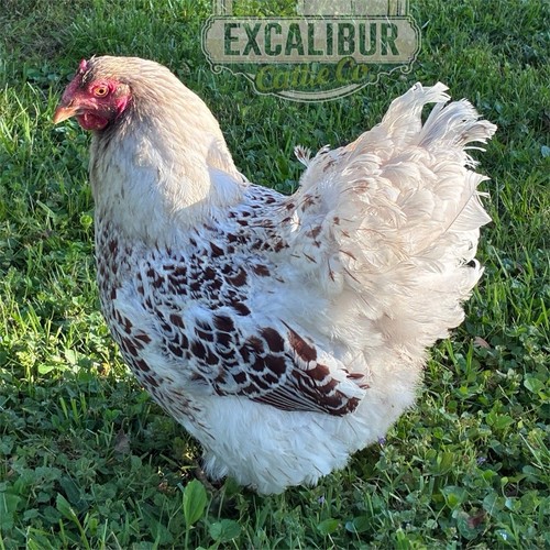 Excalibur cattle chicken - cattle, co