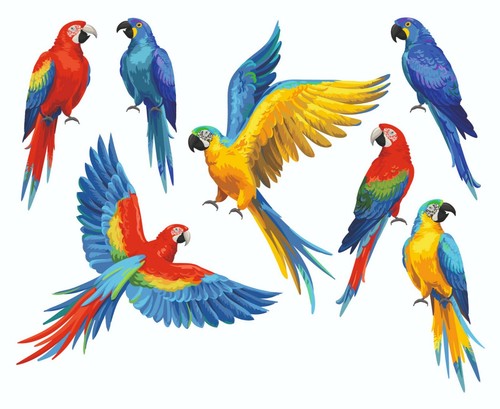 Parrot colourful stickers - colourful,