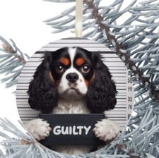 King Charles Cavalier Dog