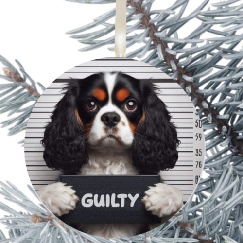 King charles cavalier - charles, dog