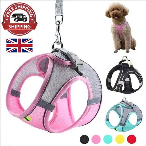 Puppy harness set dog - puppy,