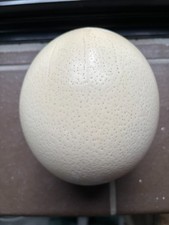 Blown Ostrich Egg vintage