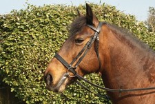 Windsor Leather Plain Hunter