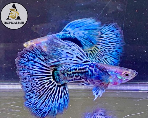Trio blue dragon - trio,