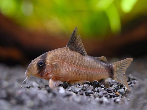 Bandit cory catfish corydoras - cory,