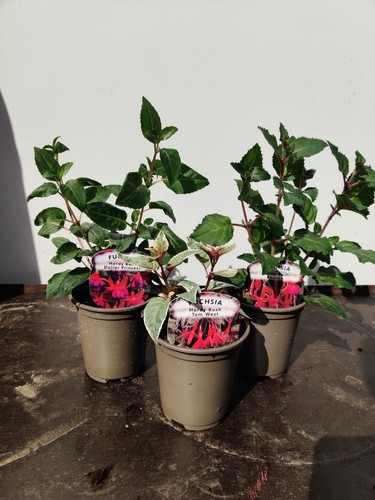 Hardy fuchsia stunning - fuchsia,