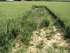 Photo 6x4 Skylark plot nesting