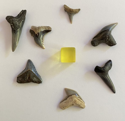 Different miocene fossil - different,