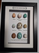 Framed british birds eggs - birds,