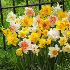 MIX VARIETIES DAFFODIL BULBS