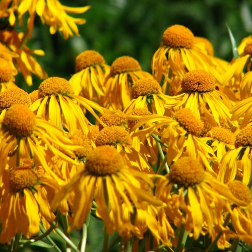 Helenium hoopesii 9cm - ,